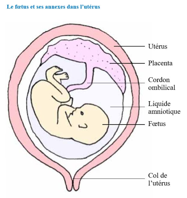 foetus.png