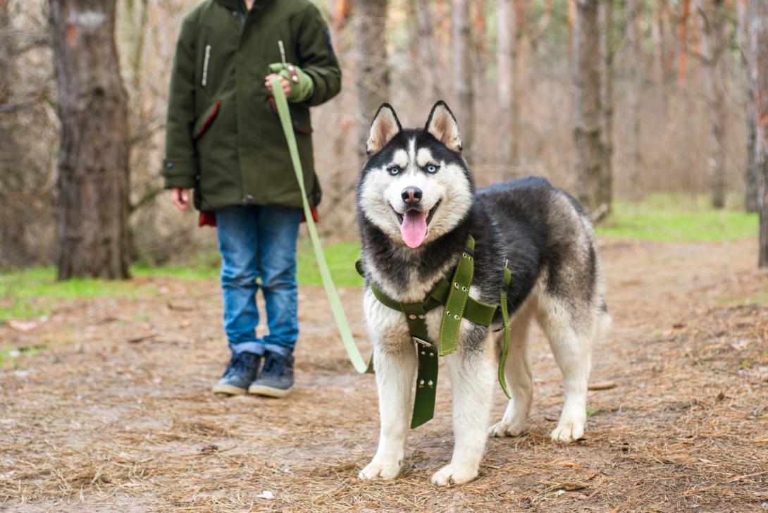 illustration promenade avec chien (source : adobe stock) illustration promenade avec chien (source : adobe stock)